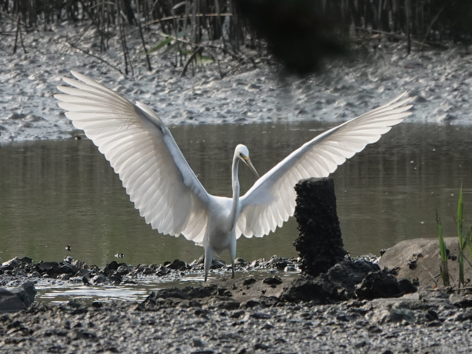 葛西臨海公園の鳥類園で出会った鳥たち | おさのフォト日記