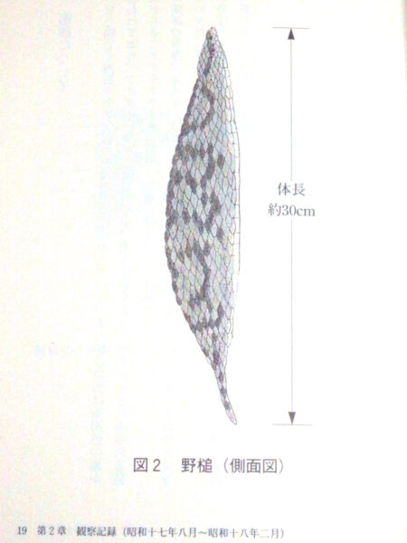ツチノコ―幻の珍獣とされた日本固有の鎖蛇の記録