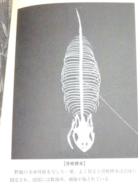 自然生物学ツチノコ : 幻の珍獣とされた日本固有の鎖蛇の記録