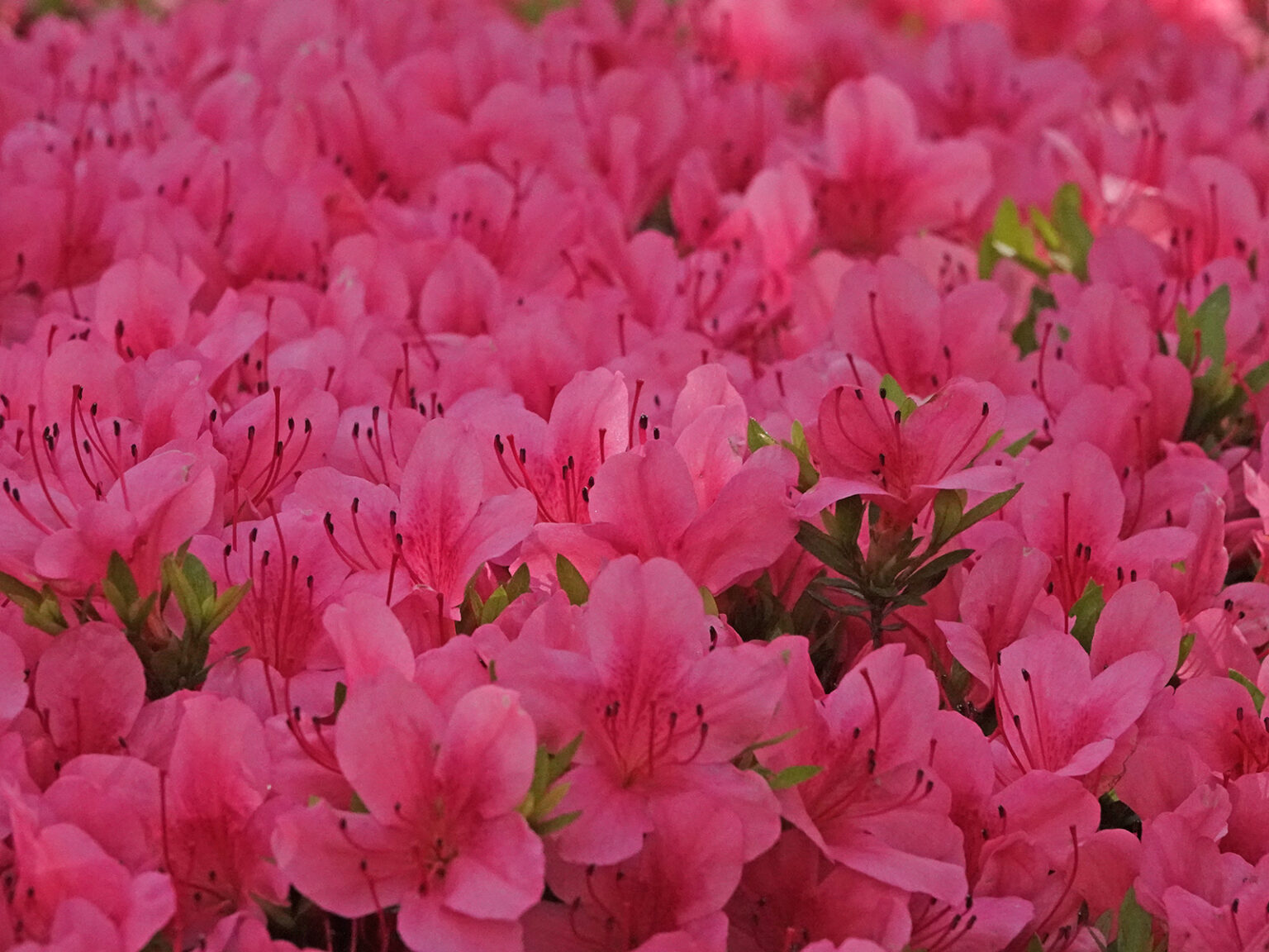 一の宮海岸に咲いていた花 ( 写真 ) 癒しの空間 Yahoo!ブログ